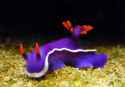 purple_nudibranch.jpg