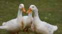 can-tell-white-duck-male-female_bfaa9d07475b1159.jpg