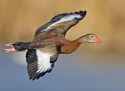 Whistling_duck_flight02_-_natures_pics-edit1.jpg