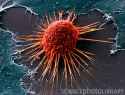 cancer cell.jpg