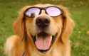 smiling-golden-dog-wearing-sunglasses.gif