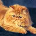 persian cat.jpg