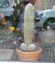 penis-cactus.png