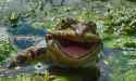 smiling-frog.jpg