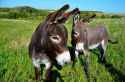 pretty-donkeys.jpg