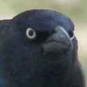 Anguyr crow.jpg