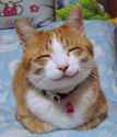 658px-So_happy_smiling_cat[1].jpg
