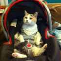 188601-cats-cat-in-a-car-seat.jpg