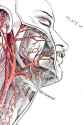 Arteria-Carotis[1].jpg