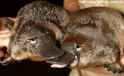 baby-platypus-1-photo-Jay-Town-Herald-Sun-v1-web620.jpg