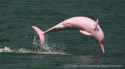 jumping-pink-dolphin_withcredit.png