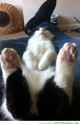 cute-animals-cat-sleeping-back-feet-up-pics.png