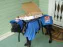 funny-pet-costumes-pizzza-delivery.jpg
