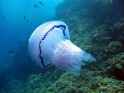 barrell-jellyfish.jpg.824x0_q85.jpg