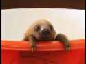 newborn sloth.jpg