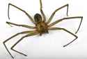 brown-recluse-spider-26089835.jpg