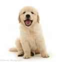 21555-Golden-Retriever-puppy-sitting-white-background.jpg