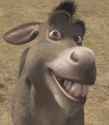 donkey.jpg