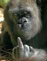 gorilla giving finger.png