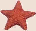 Starfish-PNG-Image.png