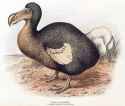 dodo bird.jpg