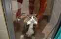 shower cat.jpg