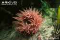 Beadlet-anemone.jpg