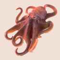 Octopus-transparent-background-png-image.png