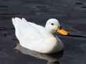 true wild life duck ducks are medium sized aquatic birds related to ___(1).jpg