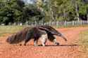 blog.anteater.jpg