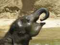baby-olifant.jpg