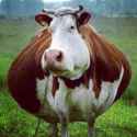 fat cow.jpg
