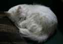 white_cat_3_by_navistock.jpg
