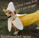 Banana-doggo.jpg