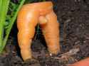 dick carrot.jpg