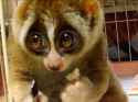 youll-want-a-slow-loris-as-a-pet-after-you-watch-this-adorable-video.jpg