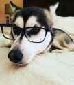glasses dog.jpg