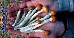 magic-mushroom-and-why-the-state-keeps-them-illegal.jpg