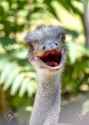 28477232-Ostrich-head-close-up-Ostrich-Ostrich-or-type-is-one-or-two-species-of-large-flightless-birds-native-Stock-Photo.jpg