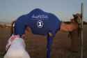 Al-Shibla-Middle-East-has-unveiled-a-dashing-new-sportswear-line-for-racing-camels.jpg