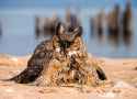 Owl-escapes-falcons-by-hiding-in-the-water-also-does-a-majestic-butterfly-stroke5.jpg