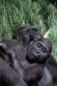 monkeys-pictures-gorillas.jpg