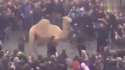attempted llama butchering goes wrong.webm