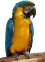 1982597-blue_parrot2.jpg