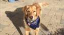 American doge.webm