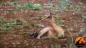 Cheata.webm