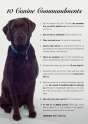 Dog commandments.jpg