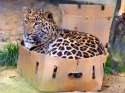 All cats love boxes.jpg