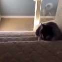 brutal dog slip.webm