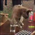 cat-anim-drink.gif